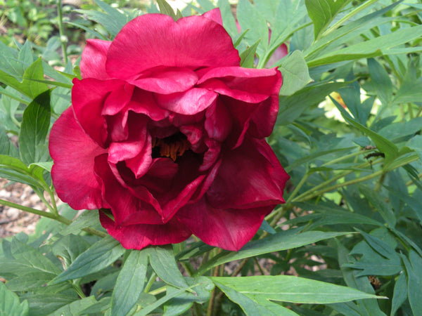 Paeonia. 'Banquet' hybrid tree peony