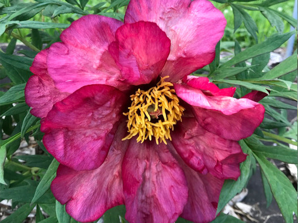 Paeonia. 'Banquet' hybrid tree peony