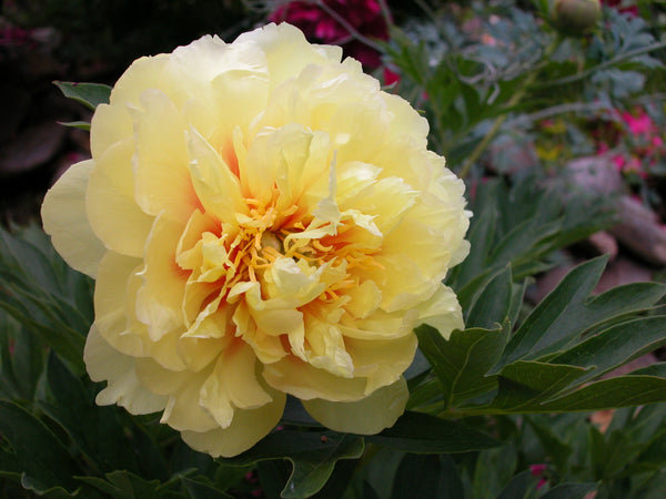 Paeonia, 'Bartzella' intersectional 'Itoh' peony