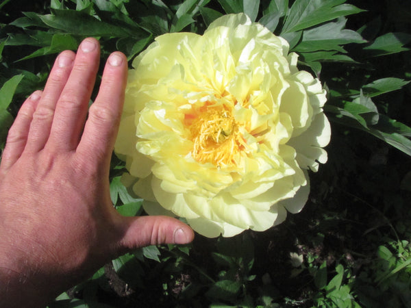 Paeonia, 'Bartzella' intersectional 'Itoh' peony