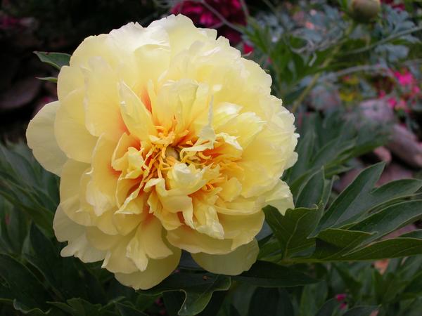 Paeonia, 'Bartzella' intersectional 'Itoh' peony PICK UP