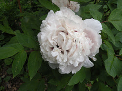 Paeonia rockii, 'Boundless Bright Sky' Chinese rockii tree peony