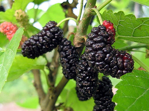 Morus, 'Gerardi Dwarf' mulberry