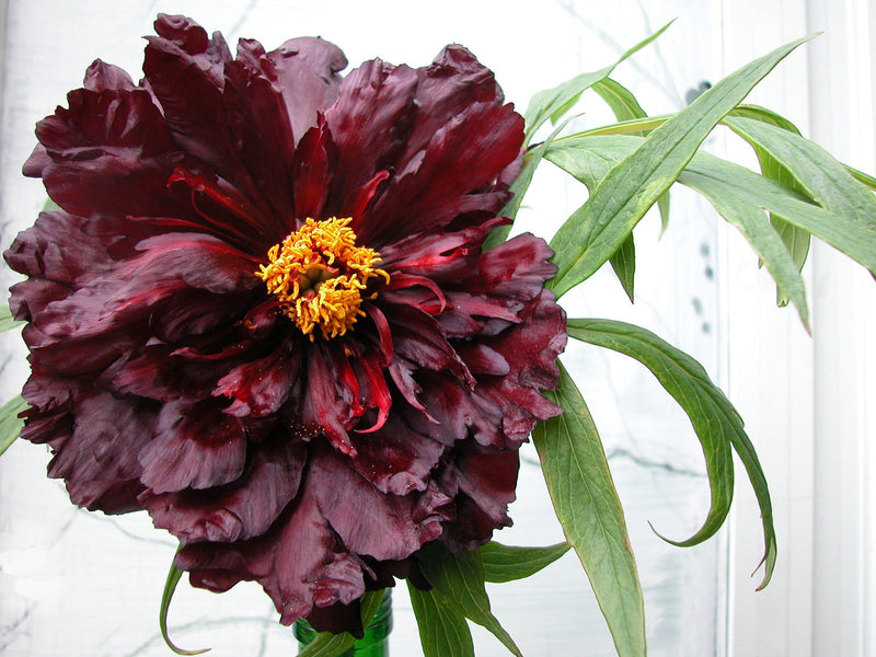 Paeonia, 'Black Panther' American hybrid tree peony
