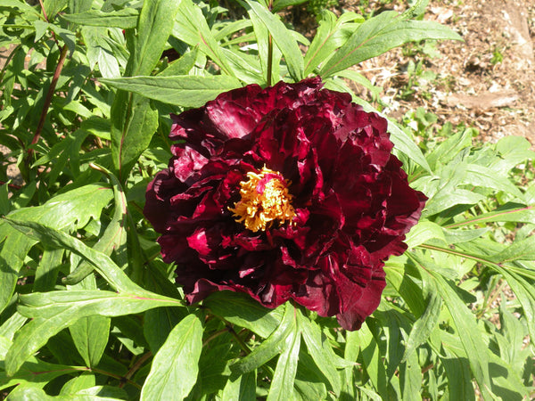 Paeonia, 'Black Panther' American hybrid tree peony