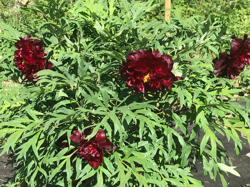Paeonia, 'Black Panther' American hybrid tree peony