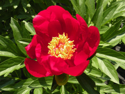 Paeonia, 'Blaze' hybrid herbaceous peony PICK UP