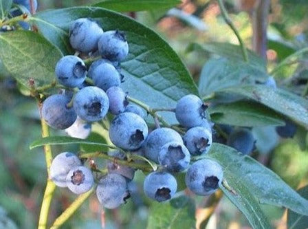 Vaccinium, 'Blue Ray' blueberry