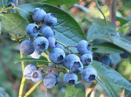 Vaccinium, 'Elizabeth' blueberry