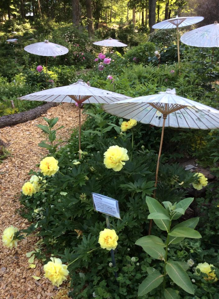 Paeonia, 'Bartzella' intersectional 'Itoh' peony