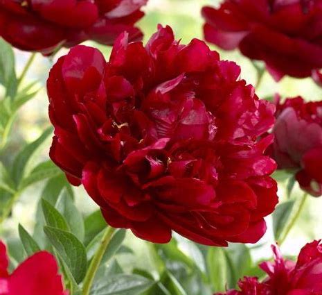 Paeonia, 'Buckeye Belle' hybrid herbaceous peony