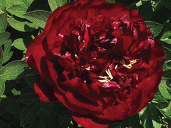 Paeonia, 'Buckeye Belle' hybrid herbaceous peony