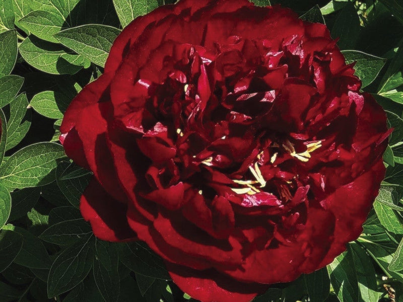 Paeonia, 'Buckeye Belle' hybrid herbaceous peony