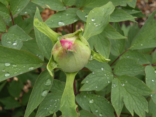 Paeonia, Magical Mystery Seed Grown Tree Peony