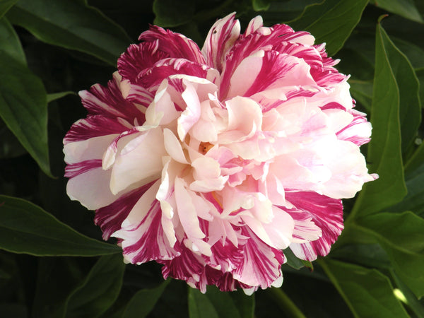 Paeonia, 'Candy Stripe' herbaceous peony