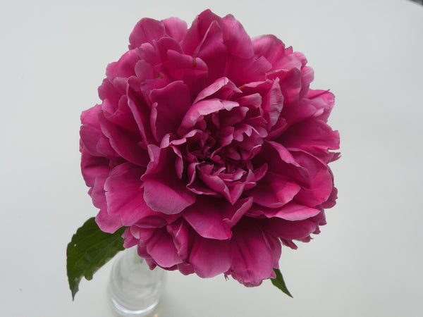 Paeonia lactiflora, 'Cao Zhou Red' Chinese herbaceous peony