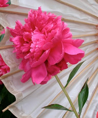 Paeonia lactiflora, Grandmother Celine's Pink peony – Cricket Hill