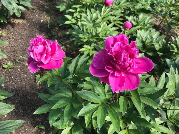 Paeonia lactiflora, Grandmother Celine's Pink peony