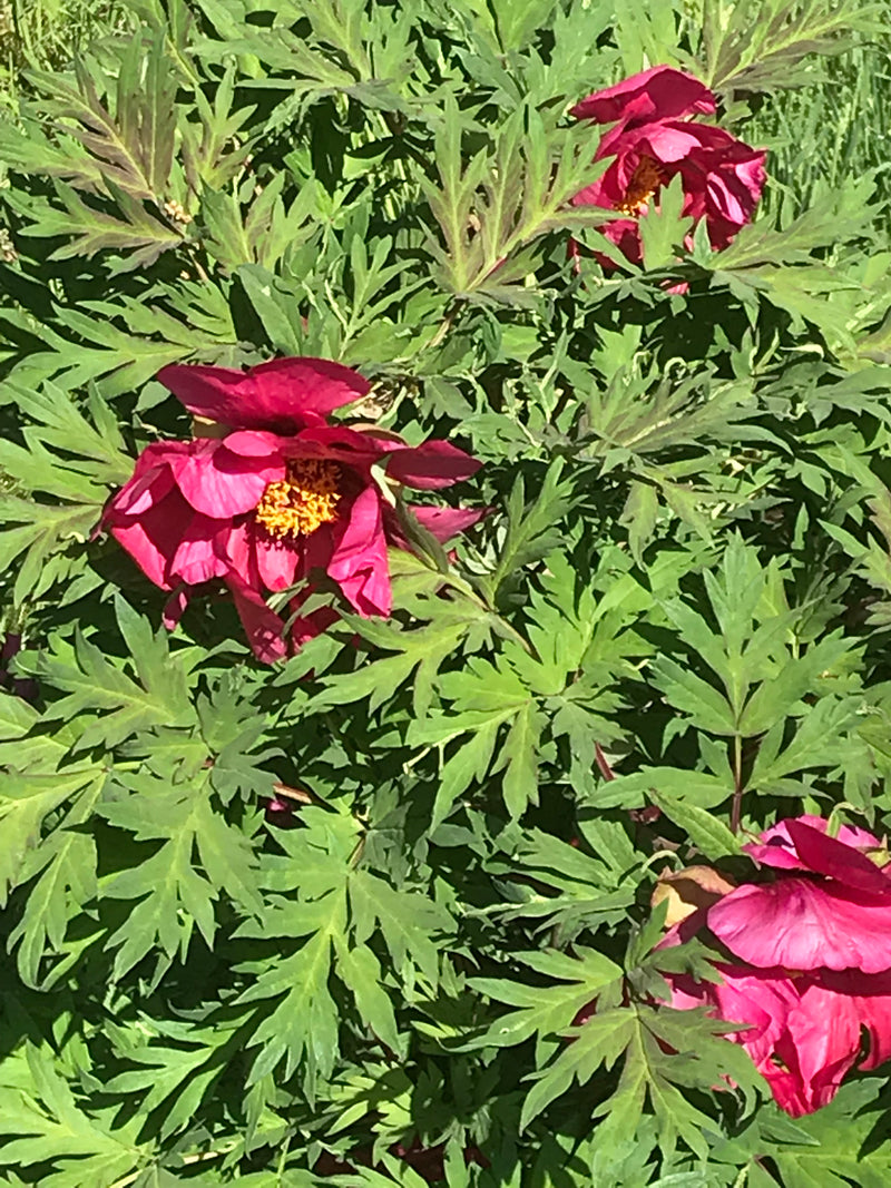 Paeonia, 'Chinese Dragon' hybrid tree peony 6 Year Old Plant