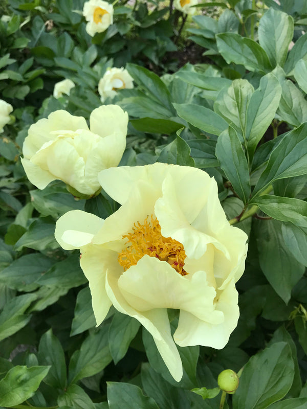 Paeonia, 'Peony Heaven Yellow' hybrid herbaceous peony