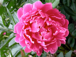 Paeonia lactifora 'Cincinnati' herbaceous peony