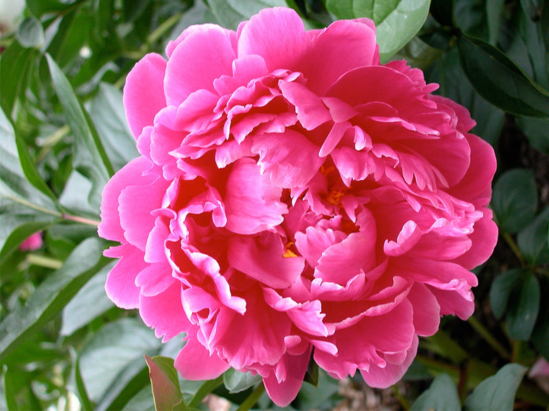 Paeonia lactifora 'Cincinnati' herbaceous peony