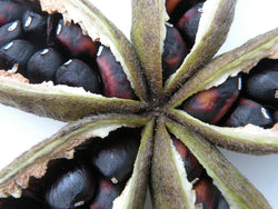 Fresh Gansu Rockii Tree Peony Seeds