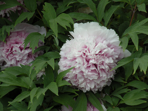 Paeonia suffruticosa, 'Color of Eternity' Chinese tree peony
