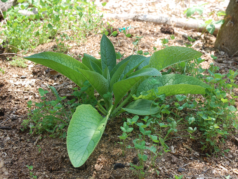 Comfrey, beneficial companion plant