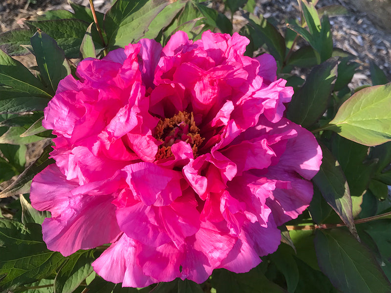 Paeonia suffruticosa, 'Composition of 100 Flowers' Japanese Tree Peony 6 year old plant