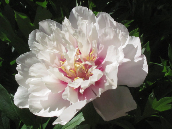 Paeonia, 'Cora Louise' intersectional 'Itoh' peony PICK UP