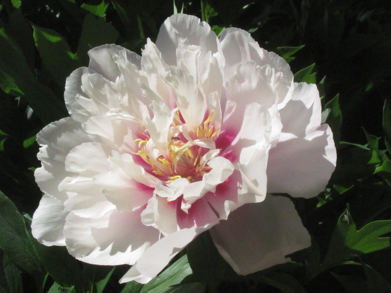 Paeonia, 'Cora Louise' intersectional 'Itoh' peony
