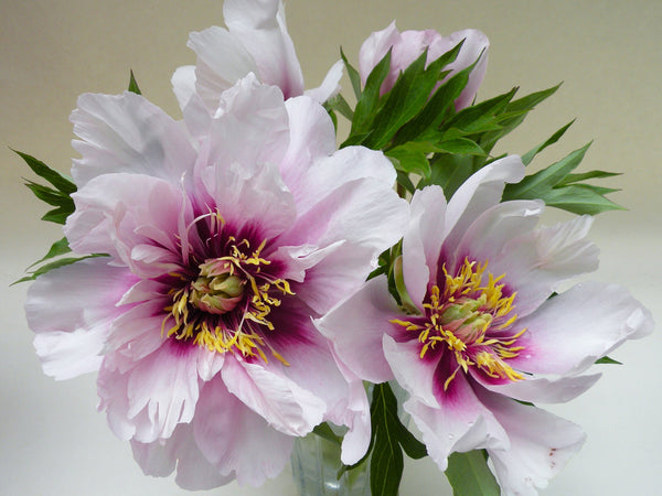 Paeonia, 'Cora Louise' intersectional 'Itoh' peony PICK UP