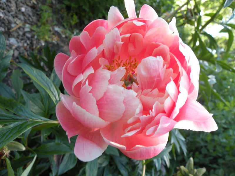 Paeonia, 'Coral Charm' hybrid herbaceous peony