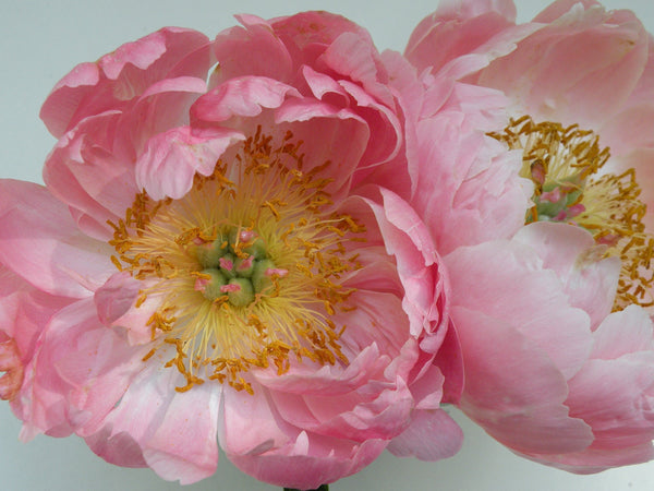 Paeonia, 'Coral Supreme' herbaceous peony PICK UP