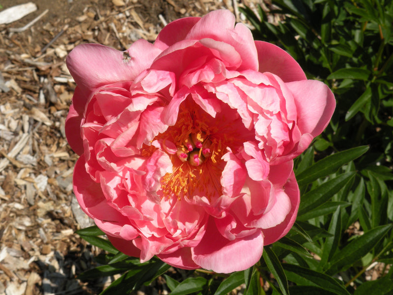 Paeonia, 'Coral Charm' hybrid herbaceous peony