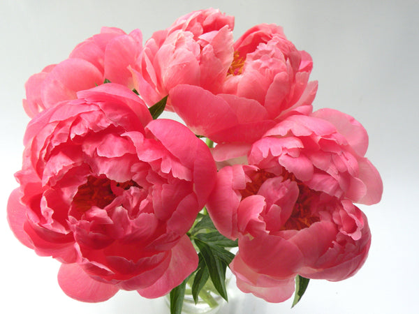 Paeonia, 'Coral Sunset' hybrid herbaceous peony PICK UP