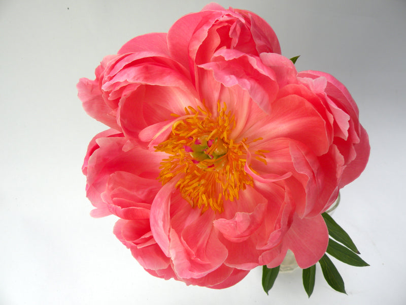 Paeonia, 'Coral Sunset' hybrid herbaceous peony