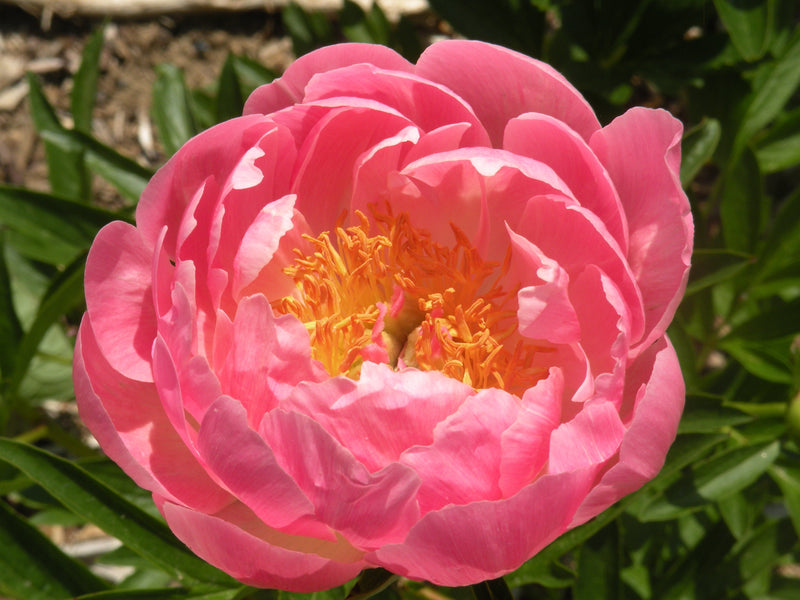 Paeonia, 'Coral Supreme' herbaceous peony PICK UP