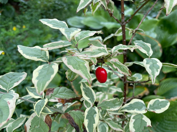 Cornus, 'Variegata' cornelian cherry