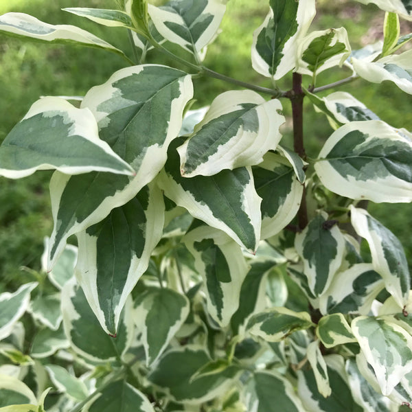 Cornus mas, 'Variegata' cornelian cherry – Cricket Hill Garden