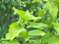 Cornus mas, 'Aurea' cornelian cherry scion