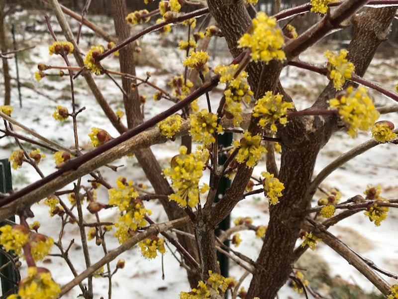 コノキナンノキ Cornus officinalis, 'Kintoki' Japanese Cornel Dogwood – Cricket