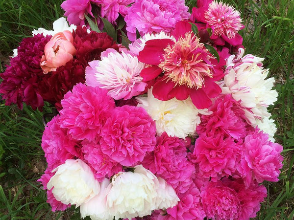 Paeonia, Herbaceous Peony Cutting Collection