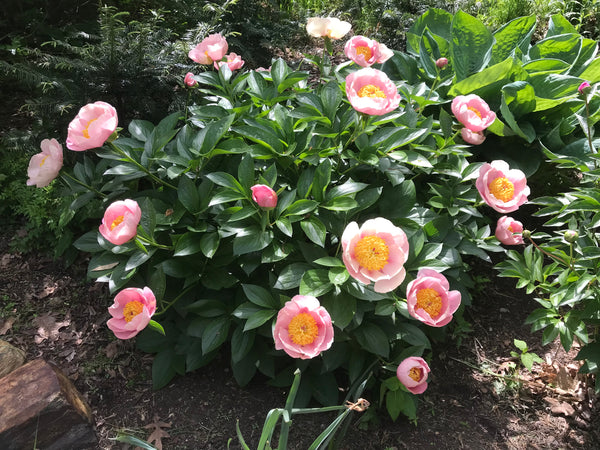 Paeonia, silver pink hybrid seedling