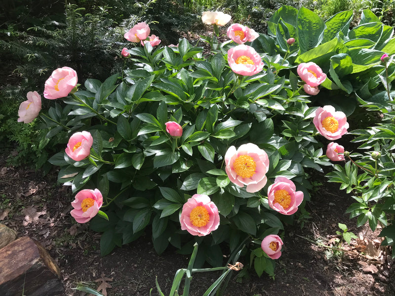 Paeonia, silver pink hybrid seedling