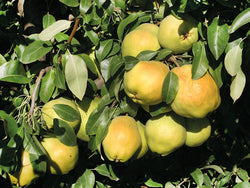Pyrus, 'Deveci' Turkish pear