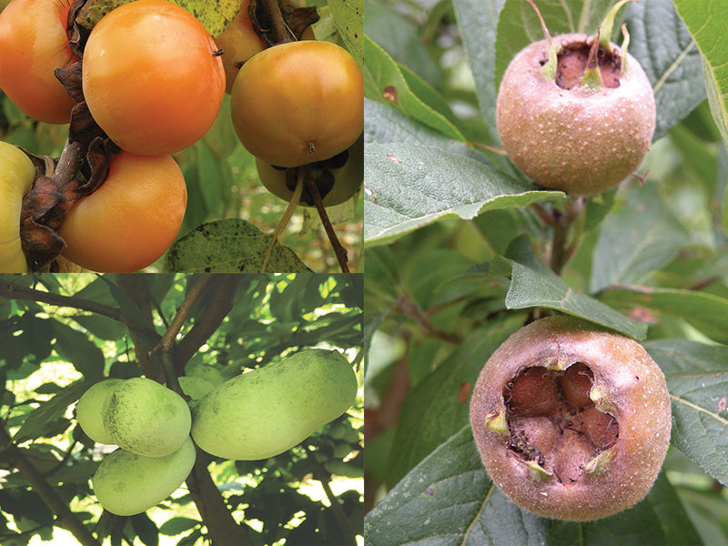 A Fall Edible Landscaping Walk, Saturday, October 14th 2023