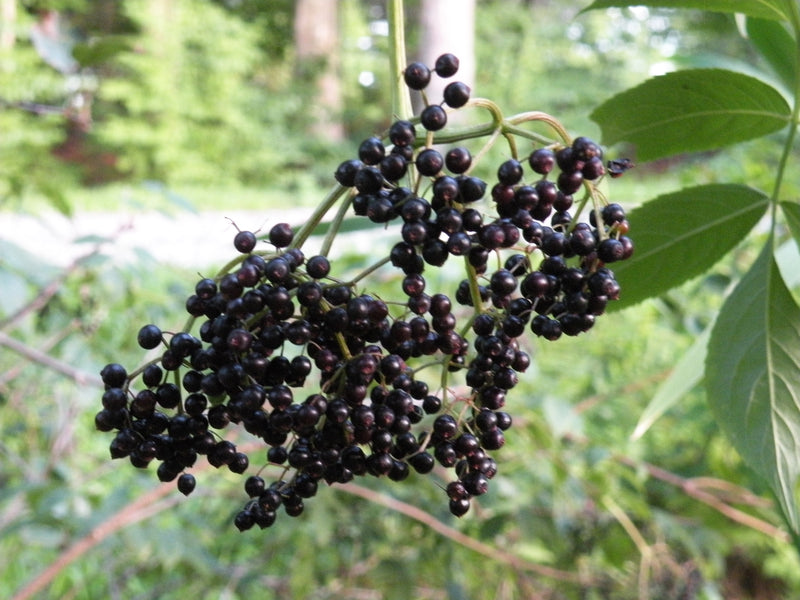 Sambucus, Wild-type American Elderberry