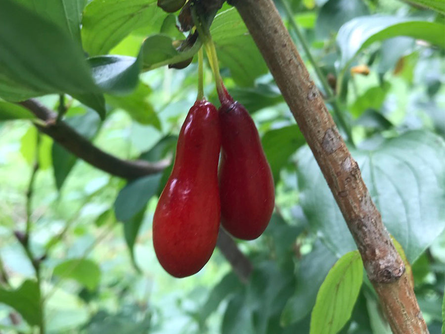 Cornus, 'Elegant' cornelian cherry – Cricket Hill Garden